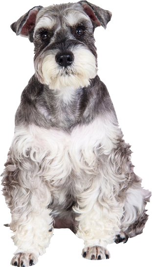 Perro8